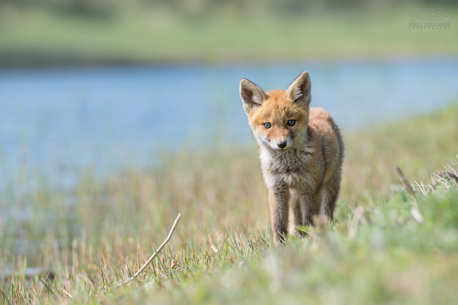 Fox cubs Some months ago I had a great encounter with some red fox cubs (vulpes vulpes). Fox kits are always very cute and playful when they are around their brothers and sisters. These foxes weren't shy at all and I was able to lay down to get a nice viewpoint and photograph them near the water and in the sand dunes.<br />
 Stefan Cruysberghs